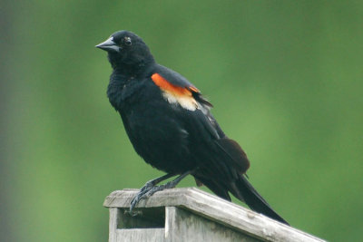 Red-Winged Black Bird 1