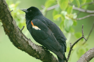 Red-Winged Black Bird 3