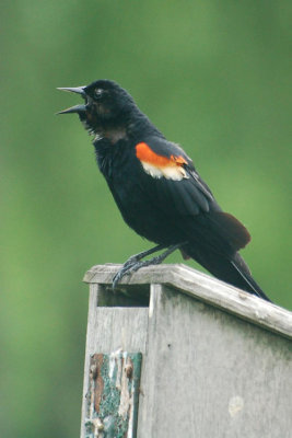 Red-Winged Black Bird 4