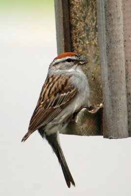 Chipping Sparrow 5