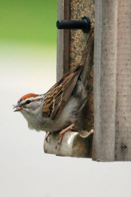Chipping Sparrow 6
