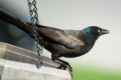 Grackles