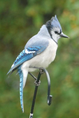 Blue Jay 1