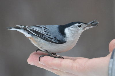 Nuthatch 3