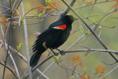 Red-Winged Black Bird 2