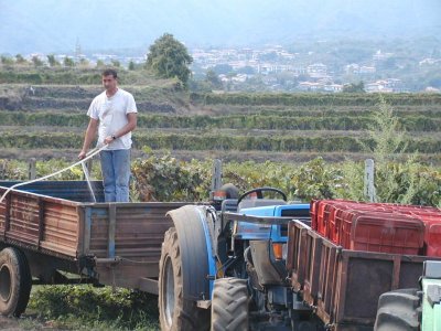 Catania Wine maker