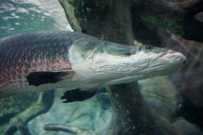 Aquarium Big bloke