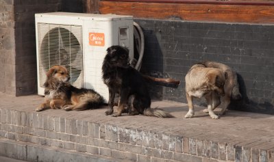 Canine companionship
