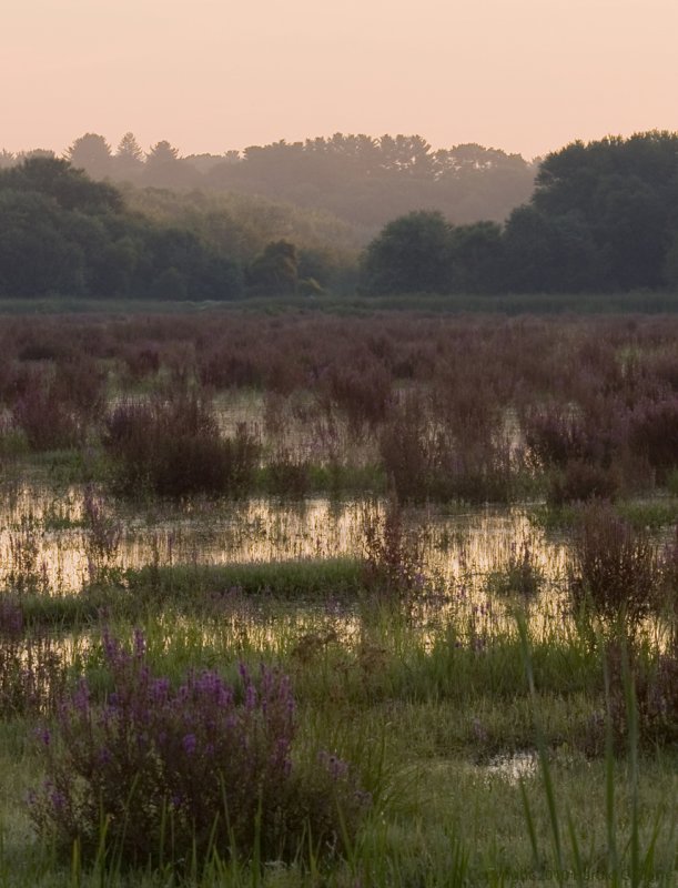 Great Meadows.jpg