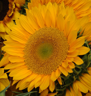 Sunflower.jpg