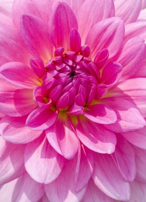 Closeup in Pink.jpg