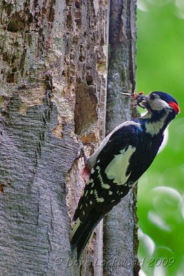 woodpeckers_feeding_young