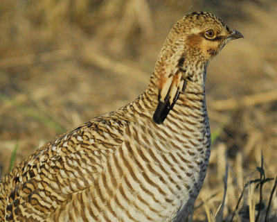 attwaters prairie chicken BRD2349.jpg