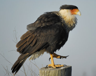 crested caracara BRD2372.jpg