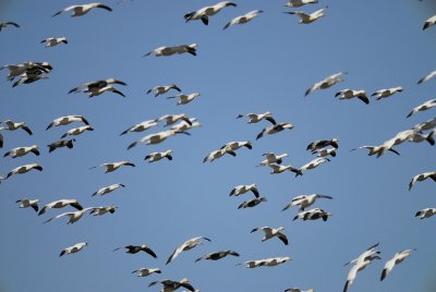 geese BRD2606.jpg