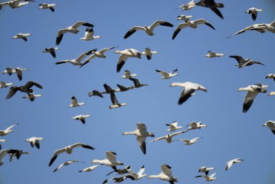 geese BRD2610.jpg