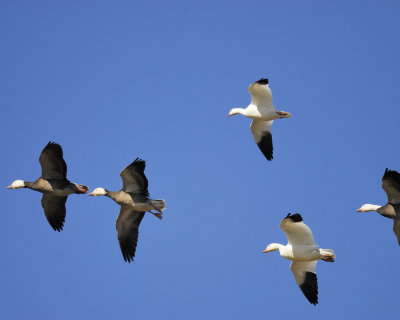 snow and ross's goose_BRD2532.jpg