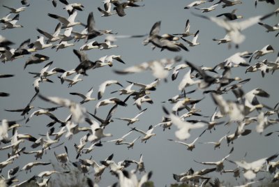 geese BRD2621.jpg