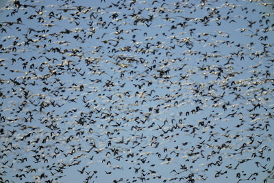 geese BRD2601.jpg