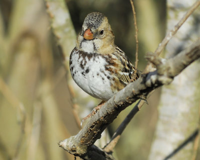 harris's sparrow BRD3543.jpg