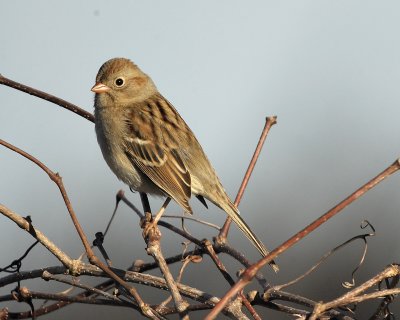 1670c_field_sparrow