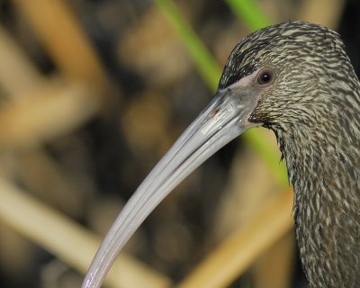 white-faced ibis BRD3165.jpg