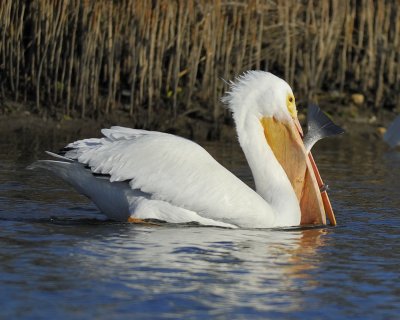 white pelican BRD3593.jpg