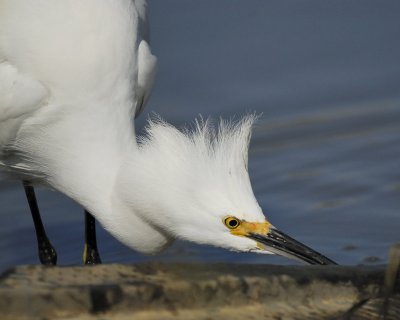 snowy egret BRD3925.jpg