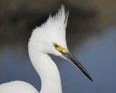 snowy egret BRD3932.jpg
