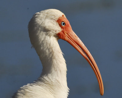 white ibis BRD4647.jpg