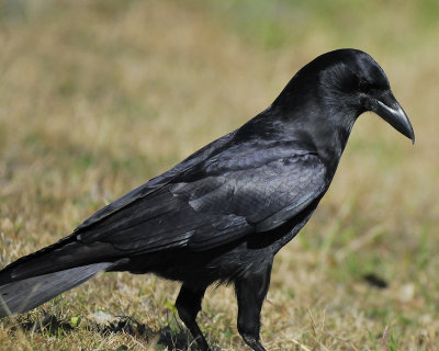 american crow BRD4749.jpg