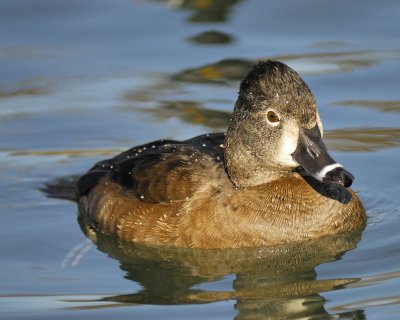 ring-necked duck BRD4989.jpg