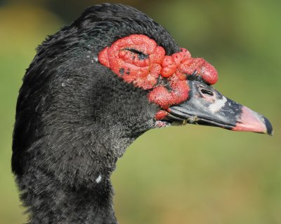 muscovy duck BRD5646.jpg