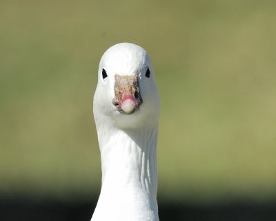 ross's goose BRD5220.jpg