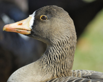 1090d_white_fronted_goose