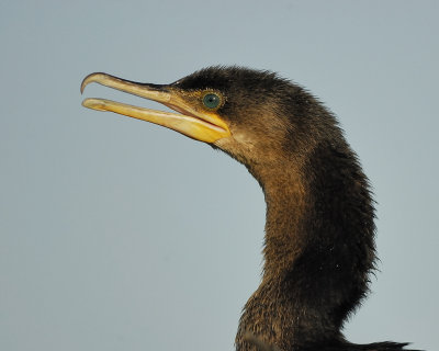 neotropic cormorant BRD5319.jpg