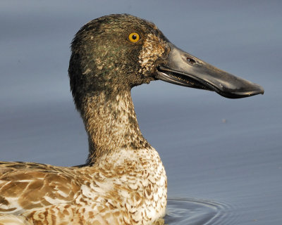 1090o_northern_shoveler