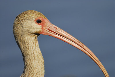 white ibis BRD5478.jpg