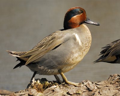 green-winged teal BRD5910.jpg