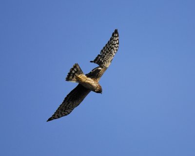 northern harrier BRD7023.jpg