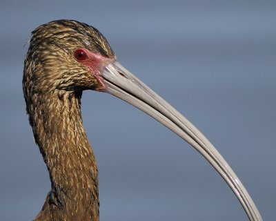 white-faced ibis BRD6928.jpg