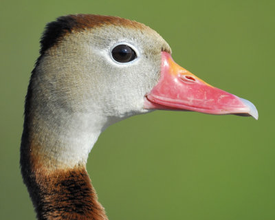 black-bellied whistling duck BRD8727.jpg