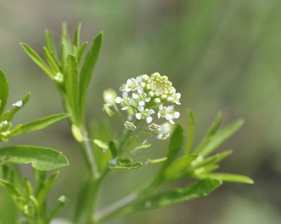 western peppergrass DSC0174.jpg