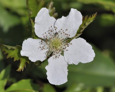 southern dewberry DSC0436.jpg