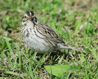 savannah sparrow BRD9344.jpg