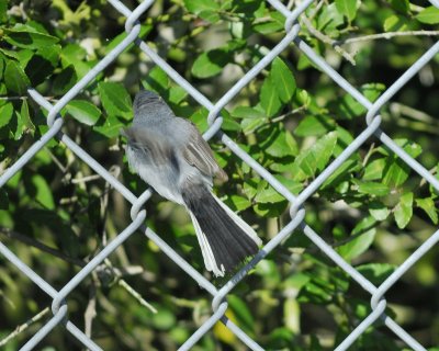 blue-gray gnatcatcher BRD9138.jpg