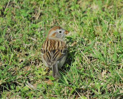 field sparrow BRD9247.jpg