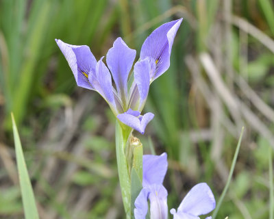 louisiana iris DSC0573.jpg