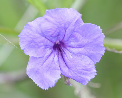4005_purple_flowers