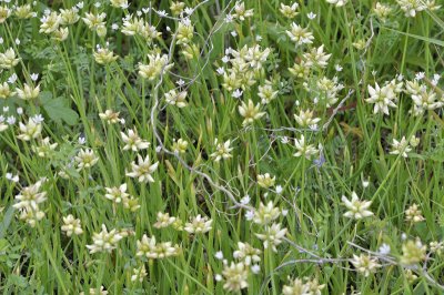 wild onion DSC0558.jpg